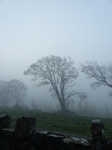 FZ010475 Tree in the mist.jpg